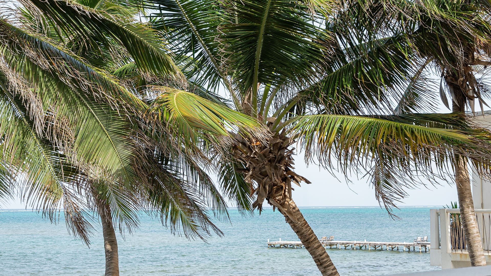 Palm trees and dock on the Caribbean Sea